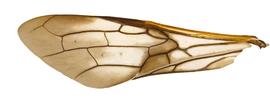   Sirex behrensii  wing; photo by H. Goulet, CNC 
